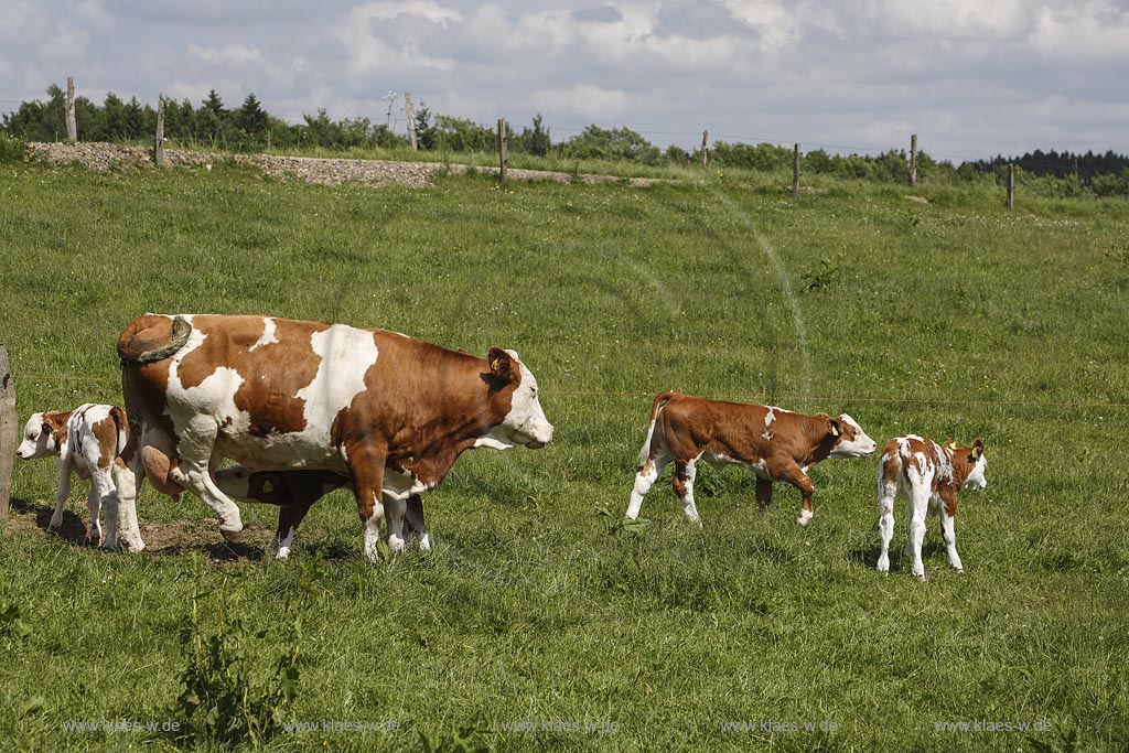Hueckeswagen Kleinhoehfeld, Rotbunte auf Weide, Mutterkuh mit Kaelbern; Hueckeswagen Kleinhoehfeld, cows Rotbunte on a meadow.