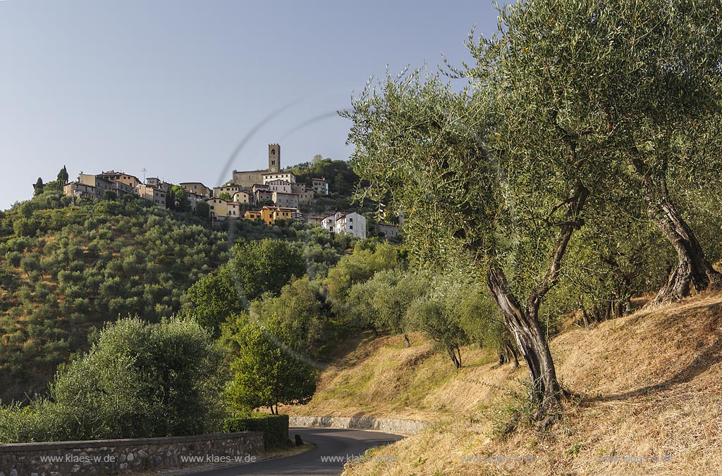 Uzzano, Landschaft mit Strasse und Olivenhain; Uzzano, landscape with street and olive grove.
