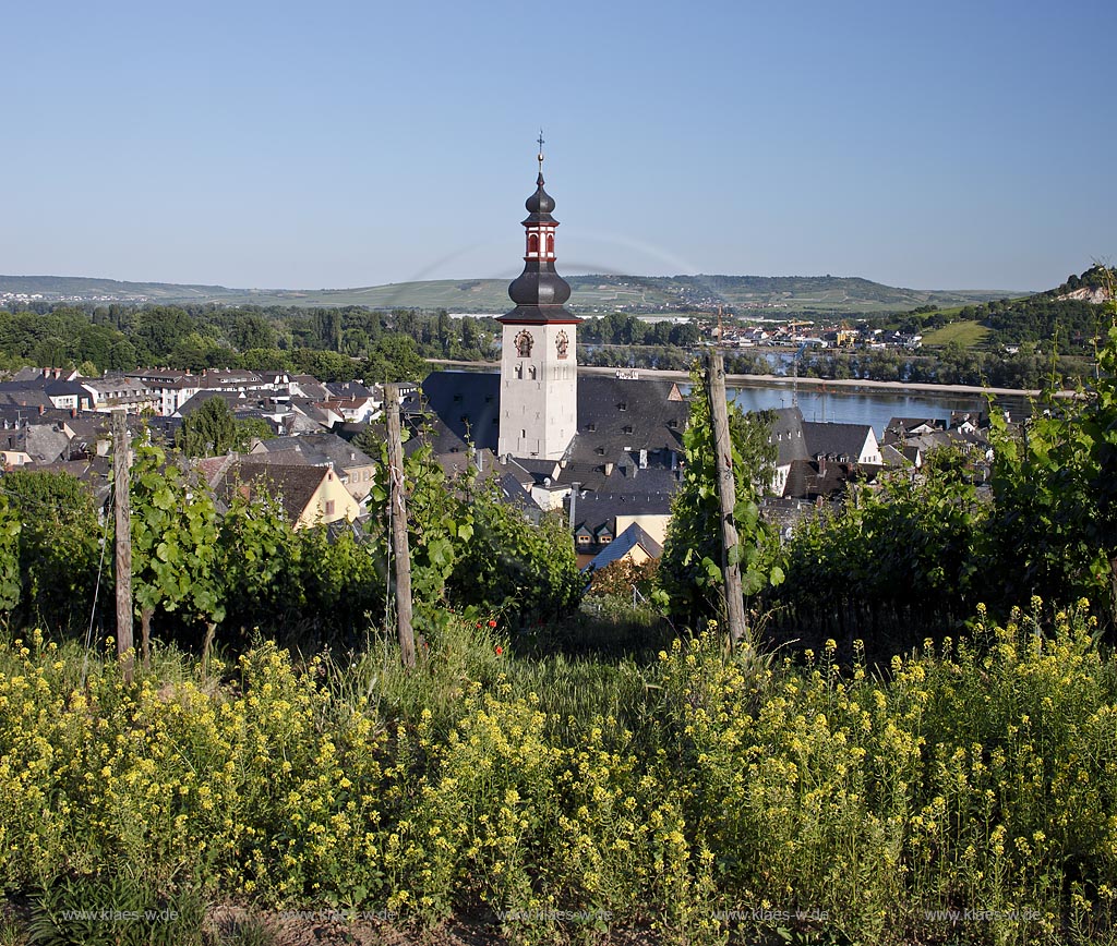 Ruedesheim, Blick vom Weinberg zur Stadt mit St. Jakobus-Pfarrkirche; Ruedesheim, view from vineyard to town with church of St. Jakobus.