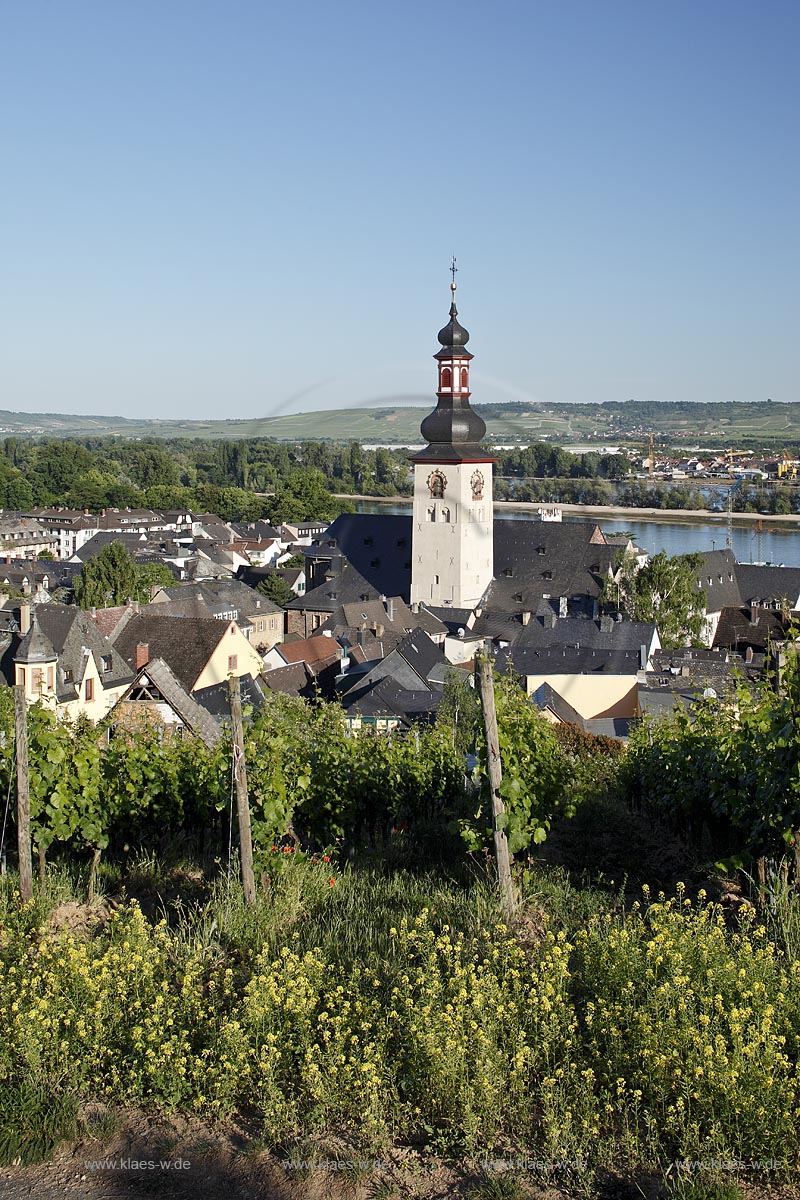 Ruedesheim, Blick vom Weinberg zur Stadt mit St. Jakobus-Pfarrkirche; Ruedesheim, view from vineyard to town with church of St. Jakobus.