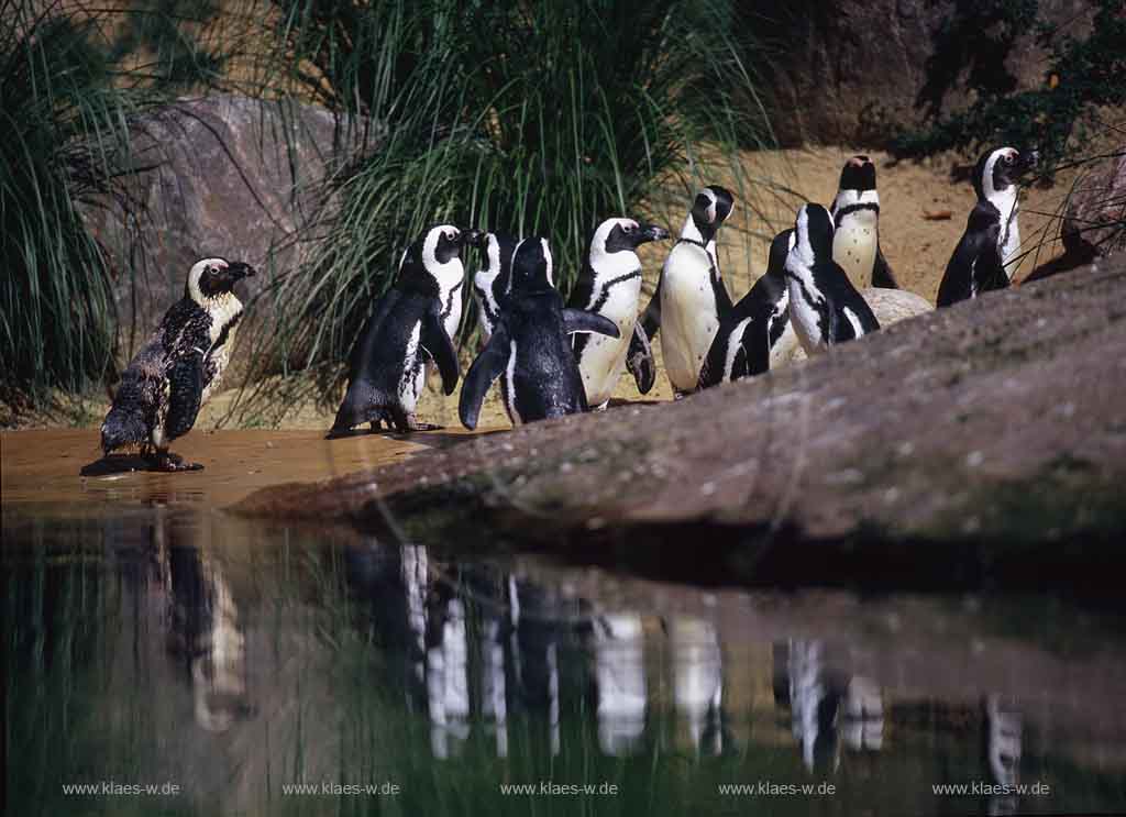 Elberfeld, Wuppertal, Zoo, Regierungsbezirk Dsseldorf, Duesseldorf, Blick auf Brillenpinguine im Wuppertaler Zoo