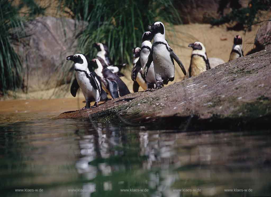 Elberfeld, Wuppertal, Zoo, Regierungsbezirk Dsseldorf, Duesseldorf, Blick auf Brillenpinguine im Wuppertaler Zoo