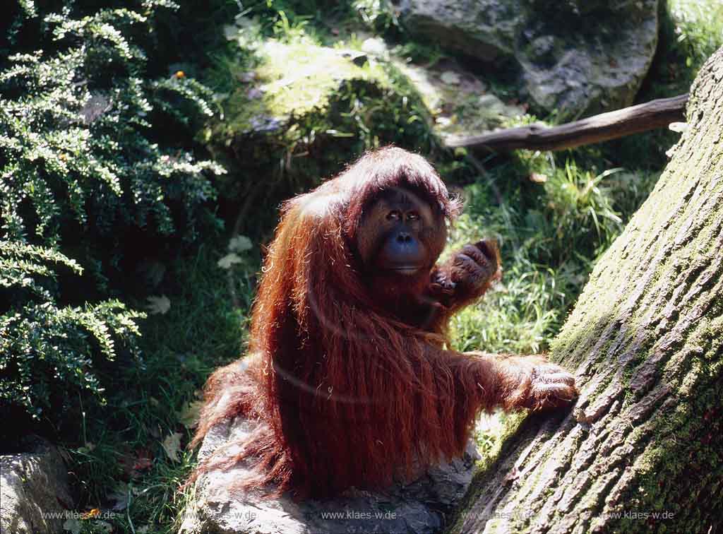 Elberfeld, Wuppertal, Zoo, Regierungsbezirk Dsseldorf, Duesseldorf, Blick auf Orang-Utan im Wuppertaler Zoo