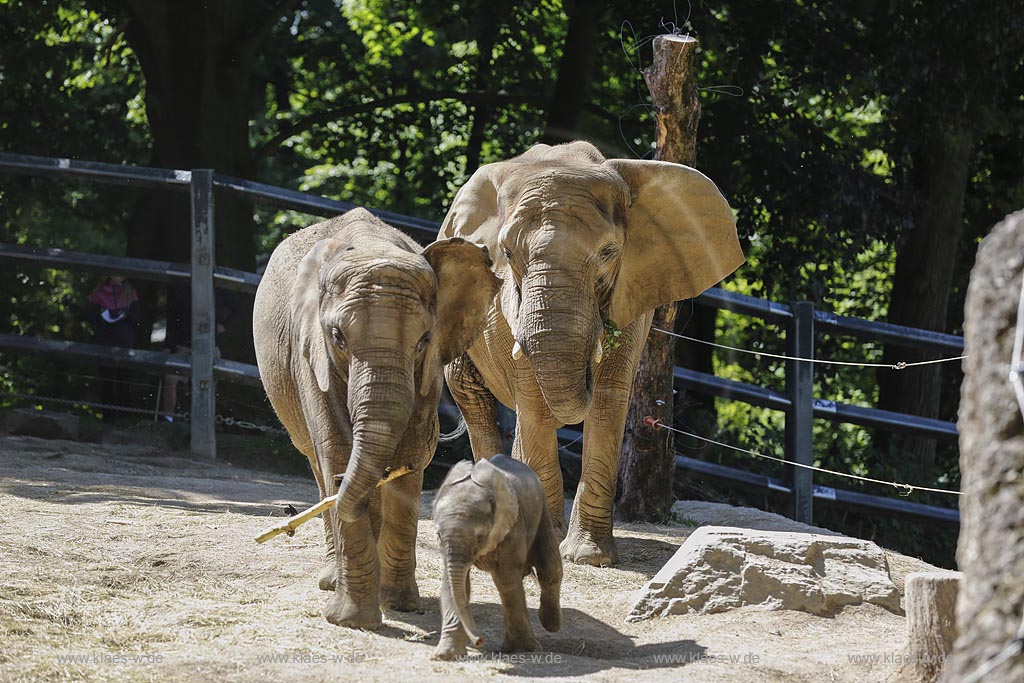 Wuppertal Elberfeld, Zoologischer Garten, Elefantengehege mit Moyo, dem Elefantenbaby; Wuppertal Elberfeld, zoological garden, compound of elephants with Moyo, the baby elephant.