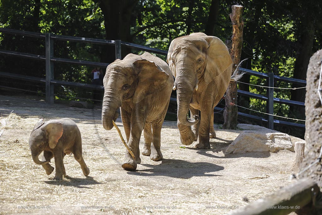 Wuppertal Elberfeld, Zoologischer Garten, Elefantengehege mit Moyo, dem Elefantenbaby; Wuppertal Elberfeld, zoological garden, compound of elephants with Moyo, the baby elephant.