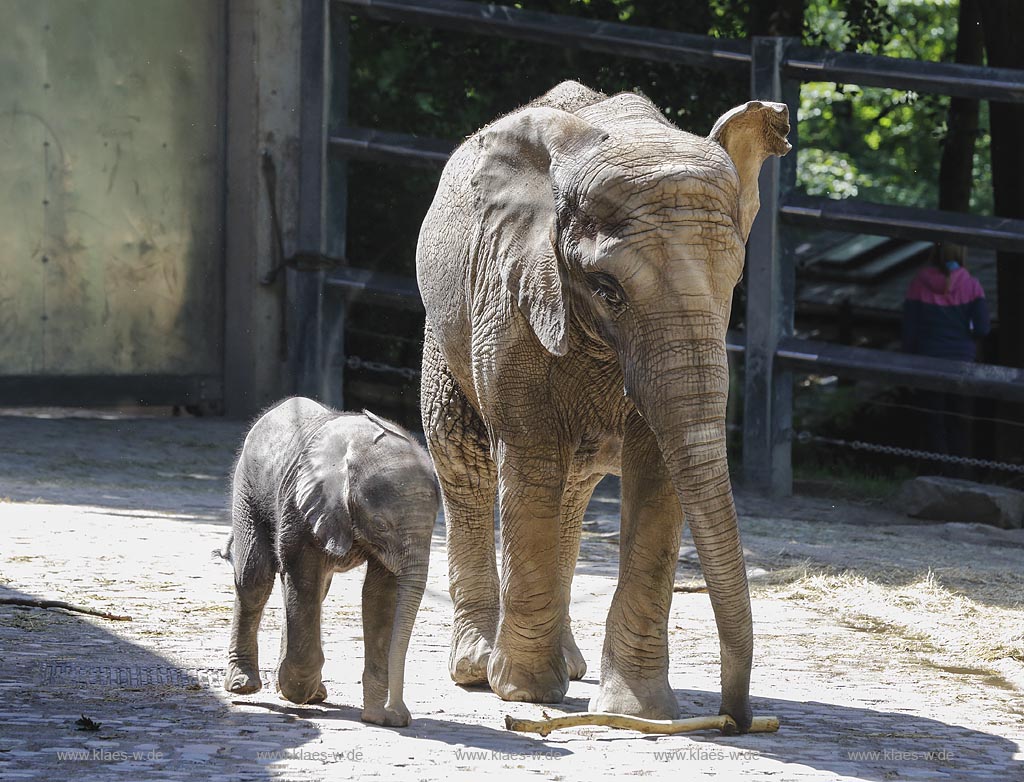 Wuppertal Elberfeld, Zoologischer Garten, Elefantengehege mit Moyo, dem Elefantenbaby; Wuppertal Elberfeld, zoological garden, compound of elephants with Moyo, the baby elephant.