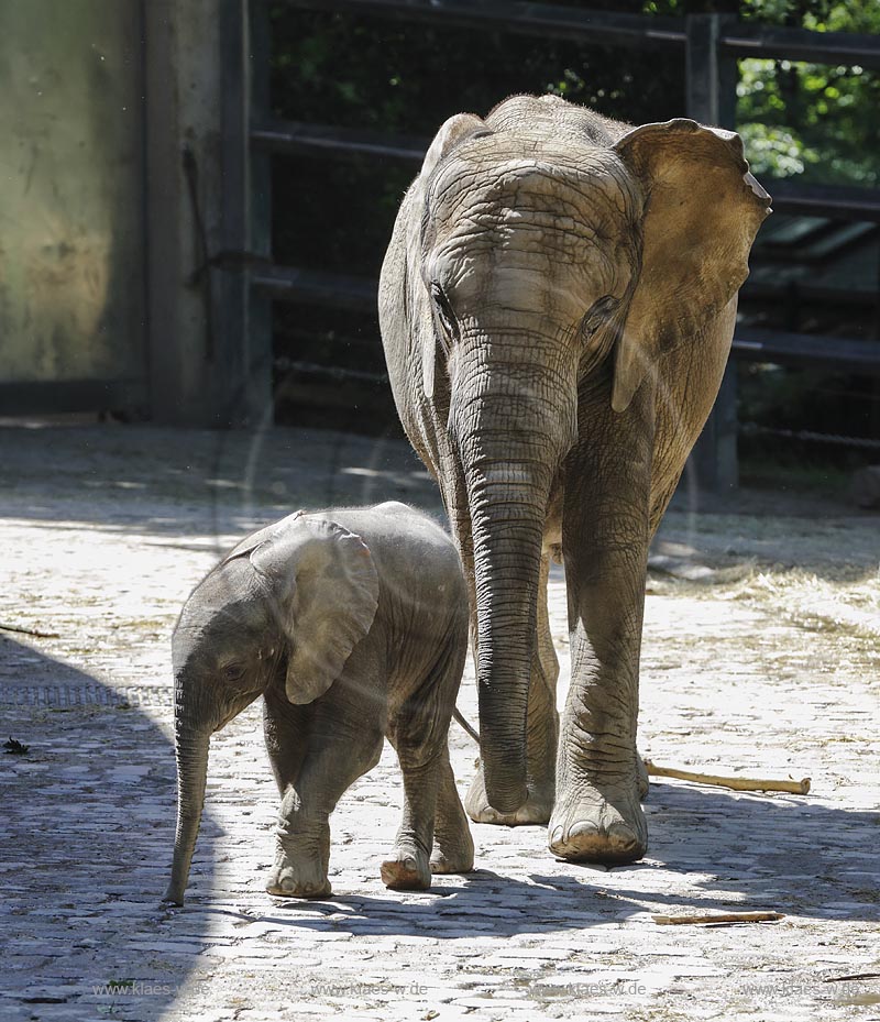 Wuppertal Elberfeld, Zoologischer Garten, Elefantengehege mit Moyo, dem Elefantenbaby; Wuppertal Elberfeld, zoological garden, compound of elephants with Moyo, the baby elephant.