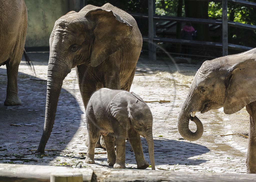 Wuppertal Elberfeld, Zoologischer Garten, Elefantengehege mit Moyo, dem Elefantenbaby; Wuppertal Elberfeld, zoological garden, compound of elephants with Moyo, the baby elephant.