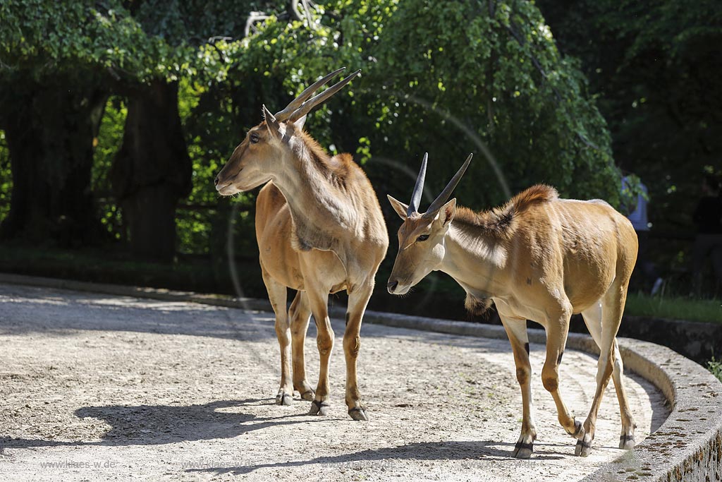 Wuppertal Elberfeld, Zoologischer Garten, Elenantilopen (Taurotragus oryx); Wuppertal Elberfeld, zoological garden, elands.