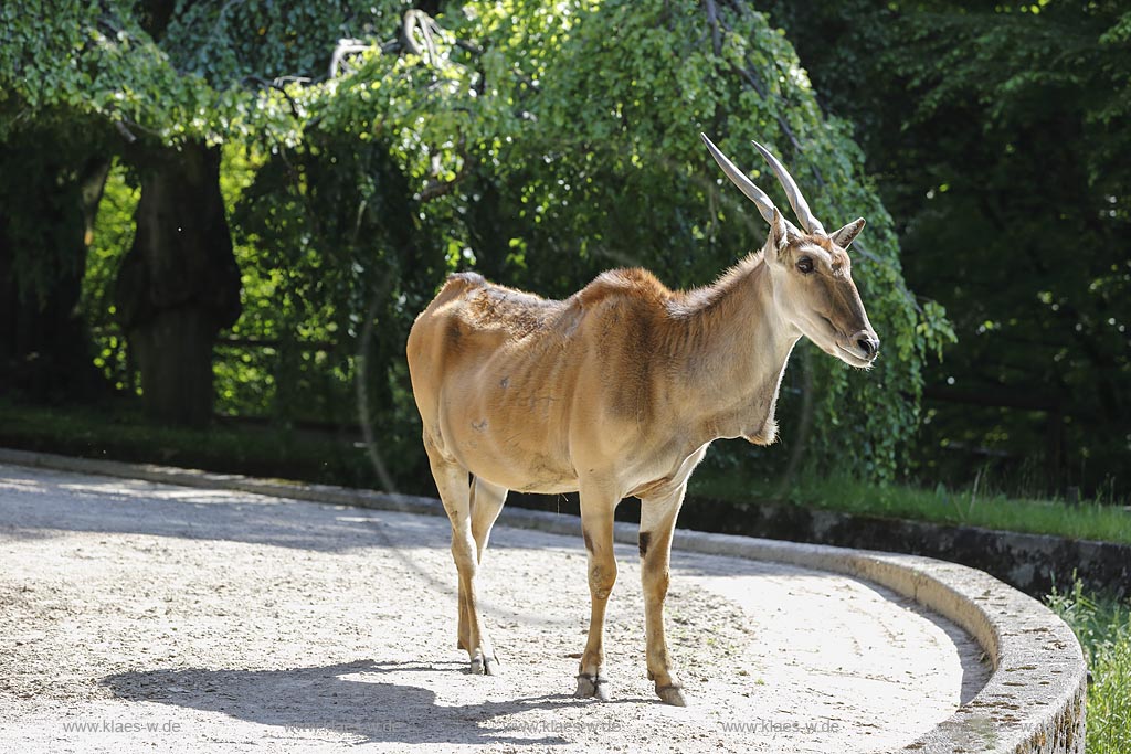 Wuppertal Elberfeld, Zoologischer Garten, Elenantilopen (Taurotragus oryx); Wuppertal Elberfeld, zoological garden, elands.
