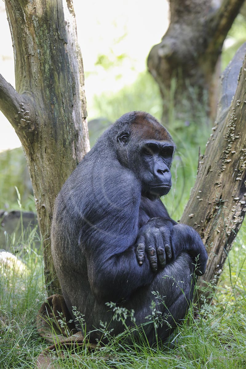 Wuppertal Elberfeld, Zoologischer Garten, Blick auf Gorillaweibchen; Wuppertal Elberfeld, zoological garden, view to a feminine gorilla.