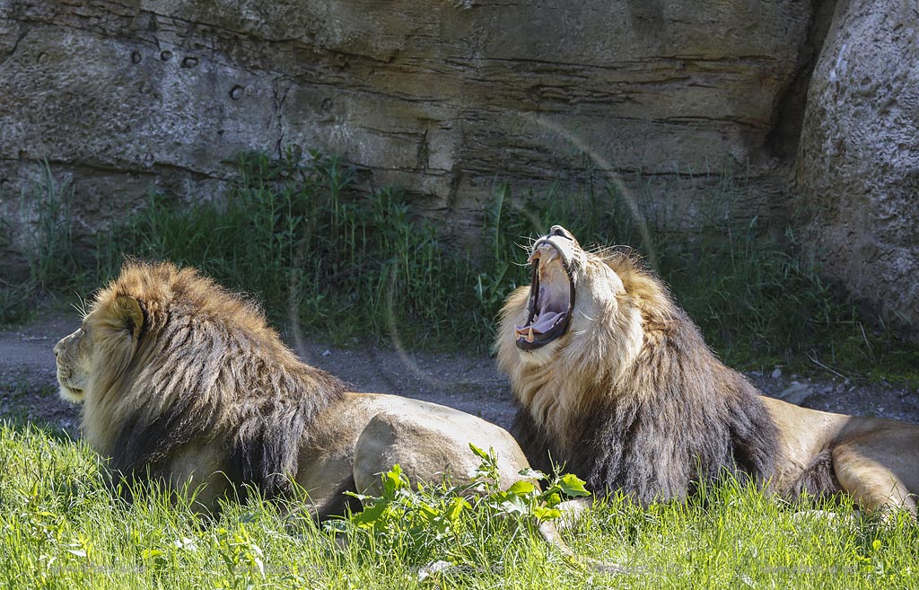 Wuppertal Elberfeld, Zoologischer Garten, Loewengehege mit Loewenmaennchen; Wuppertal Elberfeld, zoological garden, compound of lions with  male lions.