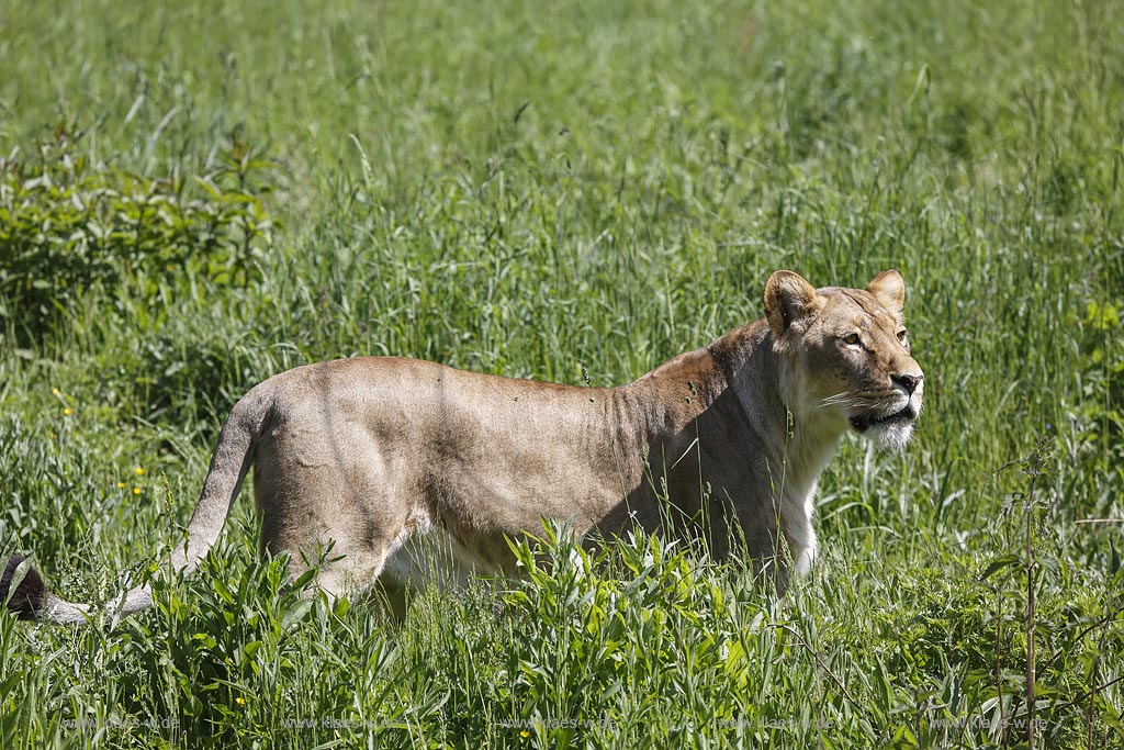 Wuppertal Elberfeld, Zoologischer Garten, Loewengehege mit einer Loewin; Wuppertal Elberfeld, zoological garden, compound of lions with a lioness.