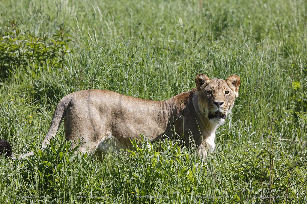 Wuppertal Elberfeld, Zoologischer Garten, Loewengehege mit einer Loewin; Wuppertal Elberfeld, zoological garden, compound of lions with a lioness.