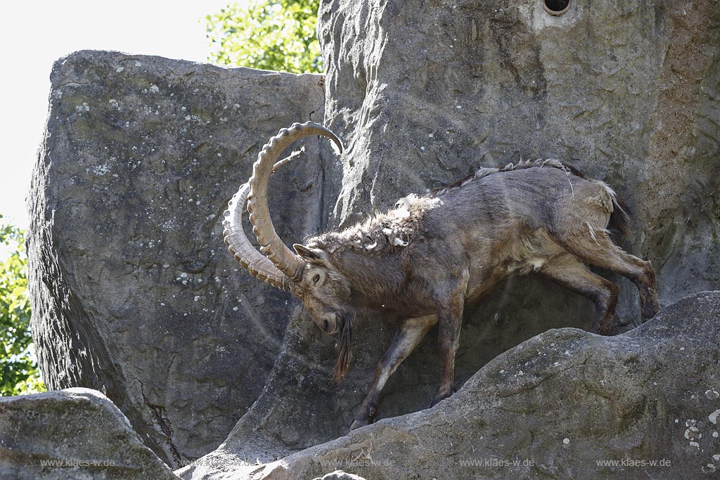 Wuppertal Elberfeld, Zoologischer Garten, Steinbock (Capra) auf Kletterfelsen; Wuppertal Elberfeld, zoological garden, a Capricorn