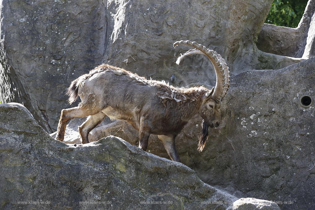 Wuppertal Elberfeld, Zoologischer Garten, Steinbock (Capra) auf Kletterfelsen; Wuppertal Elberfeld, zoological garden, a Capricorn