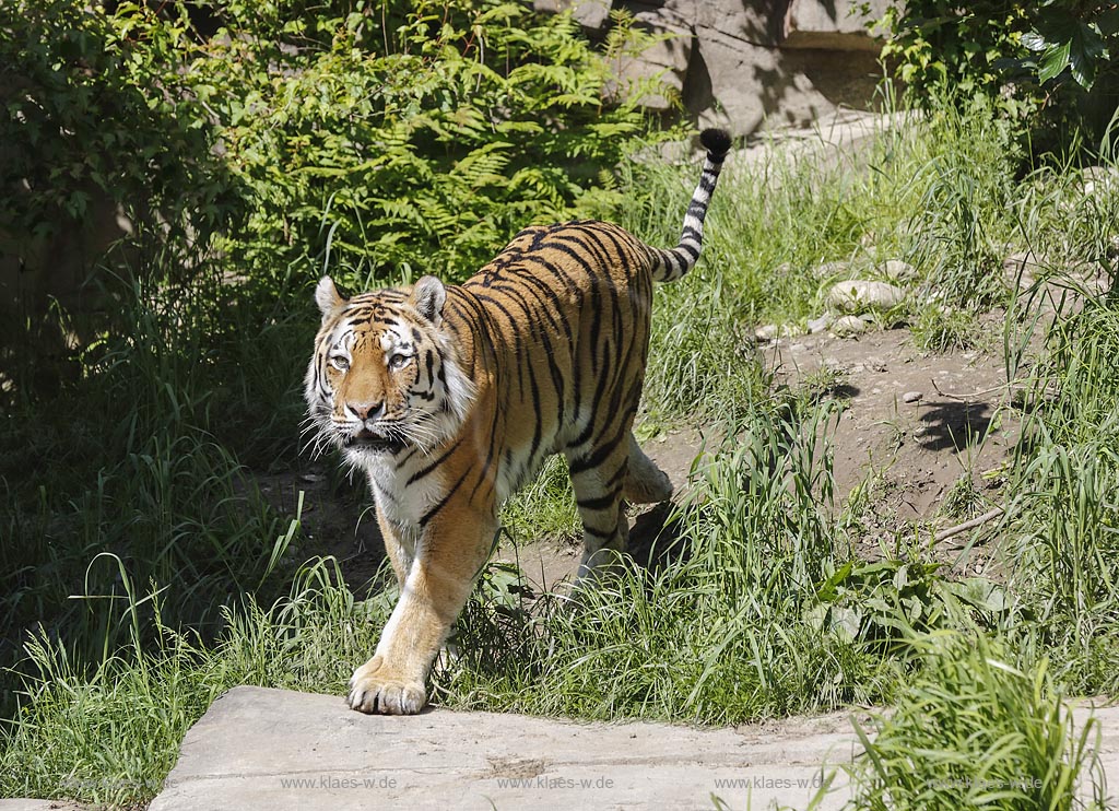 Wuppertal Elberfeld, Zoologischer Garten, Tigergehege, Sibirischer Tiger (Panthera tigris altaica), auch Amurtiger oder Ussuritiger, Sibirischer tiger schreitet durch Wassergraben; Wuppertal Elberfeld, zoological garden, compound ot tigers, Siberian tiger.
