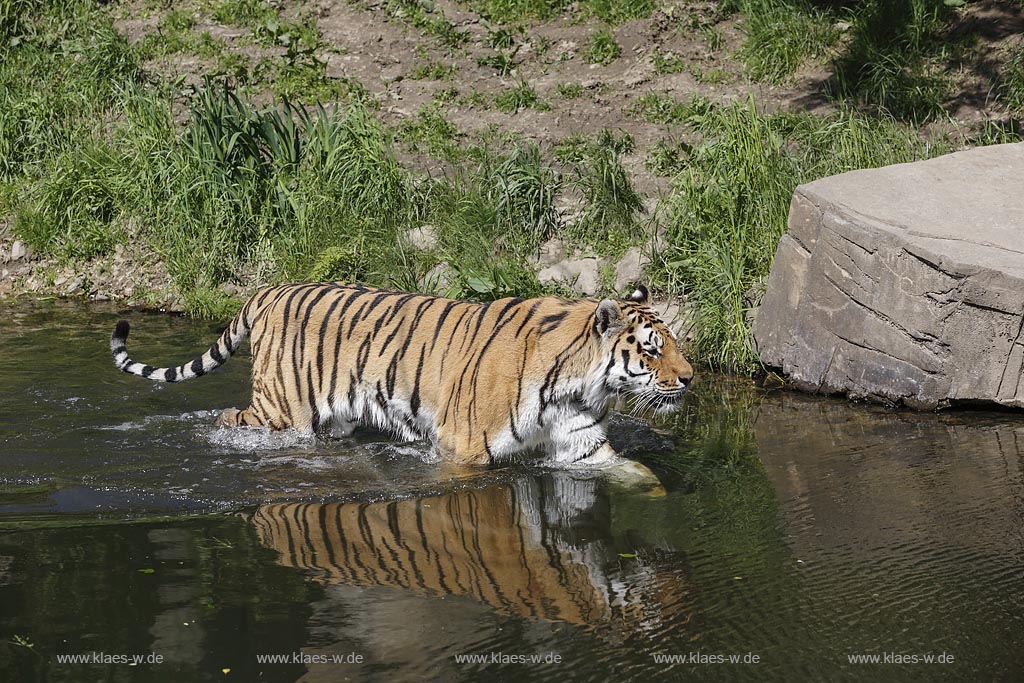 Wuppertal Elberfeld, Zoologischer Garten, Tigergehege, Sibirischer Tiger (Panthera tigris altaica), auch Amurtiger oder Ussuritiger, Sibirischer tiger schreitet durch Wassergraben; Wuppertal Elberfeld, zoological garden, compound ot tigers, Siberian tiger.