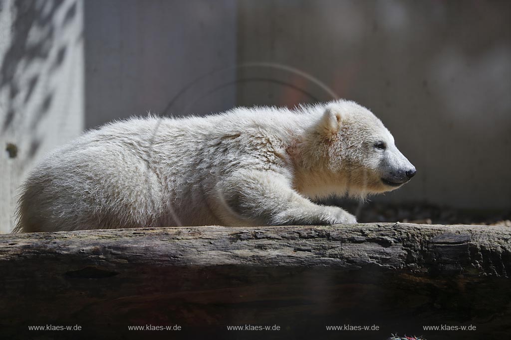 Wupperetal Elberfeld, Zoologischer Garten, Eisbaeranlage mit Eisbaerbaby Anori; Wuppertal Elberfeld, Zoo, polar bear compound with view to polar bear baby Anori.
