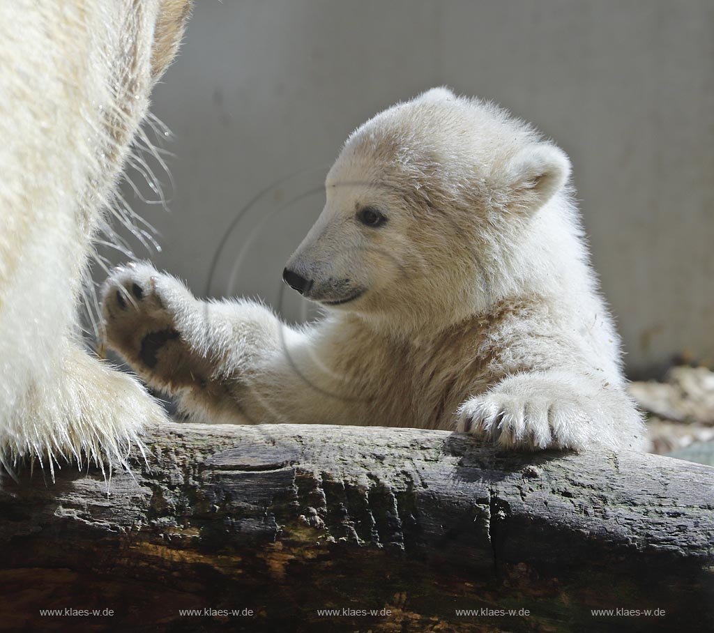 Wupperetal Elberfeld, Zoologischer Garten, Eisbaeranlage mit Eisbaerbaby Anori; Wupperta Elberfeldl, Zoo, polar bear compound with view to polar bear baby Anori.