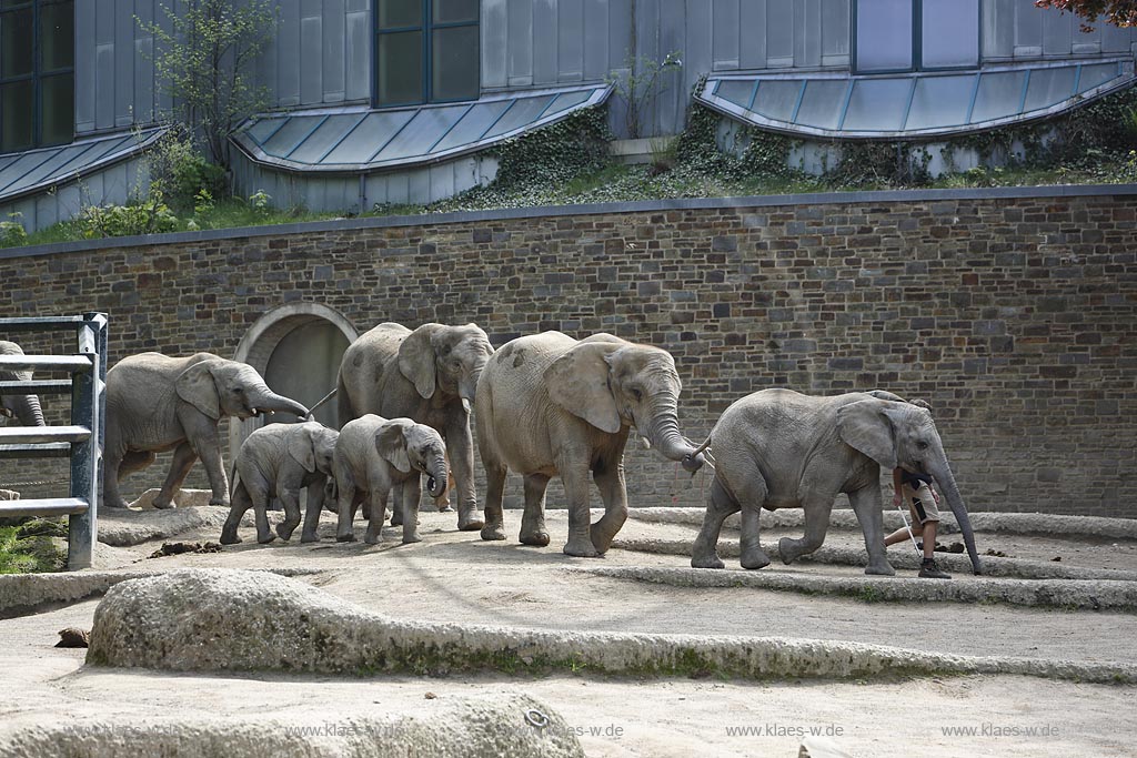 Wupperetal Elberfeld, Zoologischer Garten, Elefantengehege, Elefanten werden von Tierpflegern im Gaensemasch durch die Anlage, das Gehege gefuehrt, im Hintergrund das Elefentenhaus; Wuppertal Elberfeld, zoological garden, elephant compound, elephants are leaded from zookeeper around the zoo, the elephant house in the background.