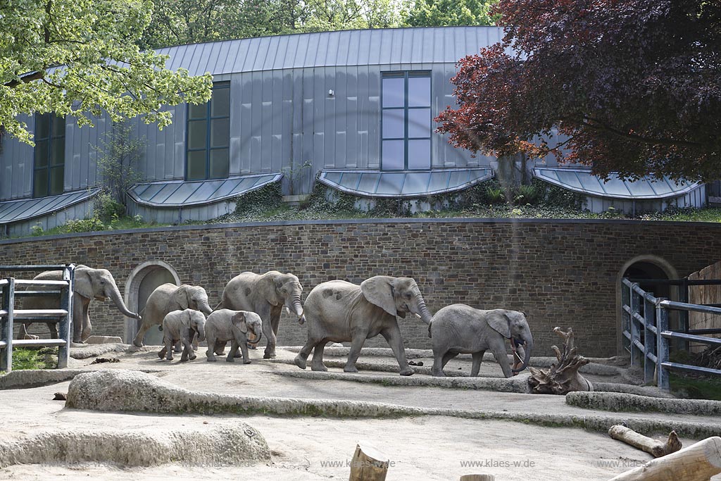 Wupperetal Elberfeld, Zoologischer Garten, Elefantengehege, Elefanten werden von Tierpflegern im Gaensemasch durch die Anlage, das Gehege gefuehrt, im Hintergrund das Elefentenhaus; Wuppertal Elberfeld, zoological garden, elephant compound, elephants are leaded from zookeeper around the zoo, the elephant house in the background.