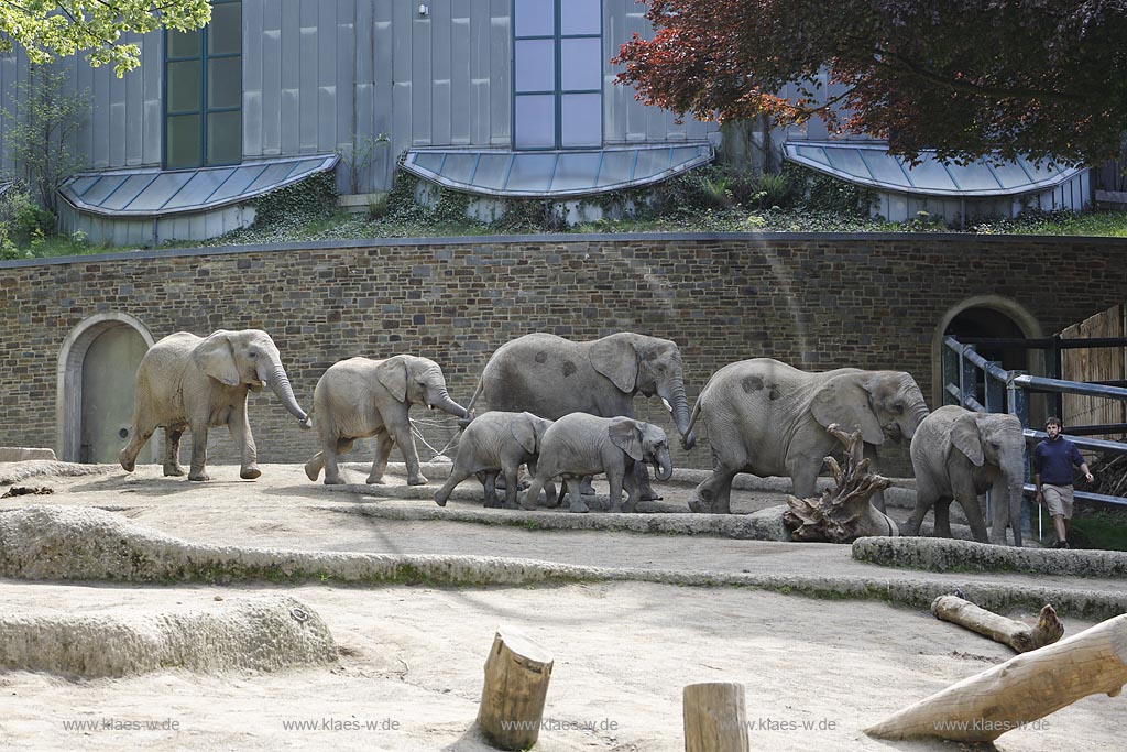 Wupperetal Elberfeld, Zoologischer Garten, Elefantengehege, Elefanten werden von Tierpflegern im Gaensemasch durch die Anlage, das Gehege gefuehrt, im Hintergrund das Elefentenhaus; Wuppertal Elberfeld, zoological garden, elephant compound, elephants are leaded from zookeeper around the zoo, the elephant house in the background.