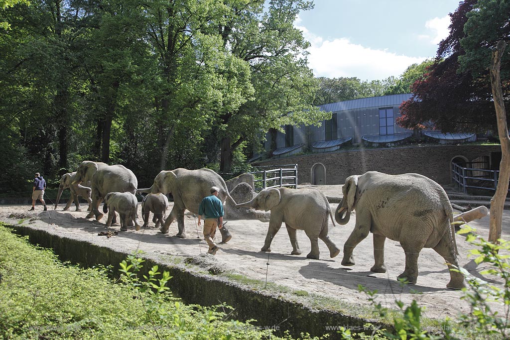 Wupperetal Elberfeld, Zoologischer Garten, Elefantengehege, Elefanten werden von Tierpflegern im Gaensemasch durch die Anlage, das Gehege gefuehrt, im Hintergrund das Elefentenhaus; Wuppertal Elberfeld, zoological garden, elephant compound, elephants are leaded from zookeeper around the zoo, the elephant house in the background.