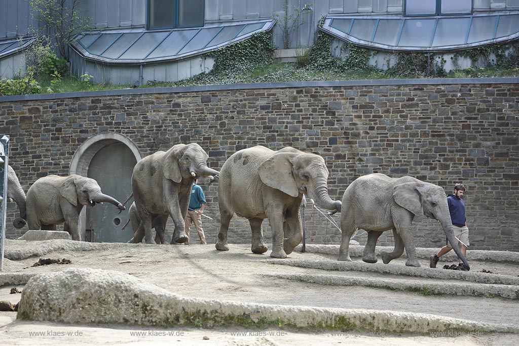Wupperetal Elberfeld, Zoologischer Garten, Elefantengehege, Elefanten werden von Tierpflegern im Gaensemasch durch die Anlage, das Gehege gefuehrt, im Hintergrund das Elefentenhaus; Wuppertal Elberfeld, zoological garden, elephant compound, elephants are leaded from zookeeper around the zoo, the elephant house in the background.