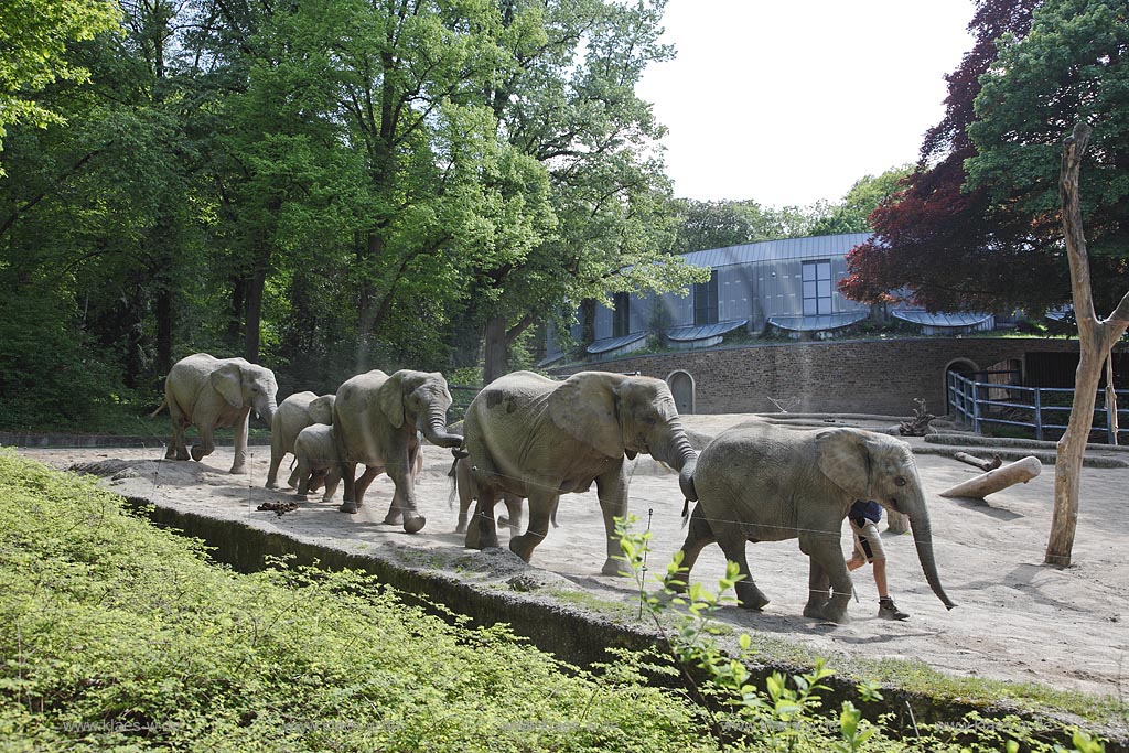 Wupperetal Elberfeld, Zoologischer Garten, Elefantengehege, Elefanten werden von Tierpflegern im Gaensemasch durch die Anlage, das Gehege gefuehrt, im Hintergrund das Elefentenhaus; Wuppertal Elberfeld, zoological garden, elephant compound, elephants are leaded from zookeeper around the zoo, the elephant house in the background.