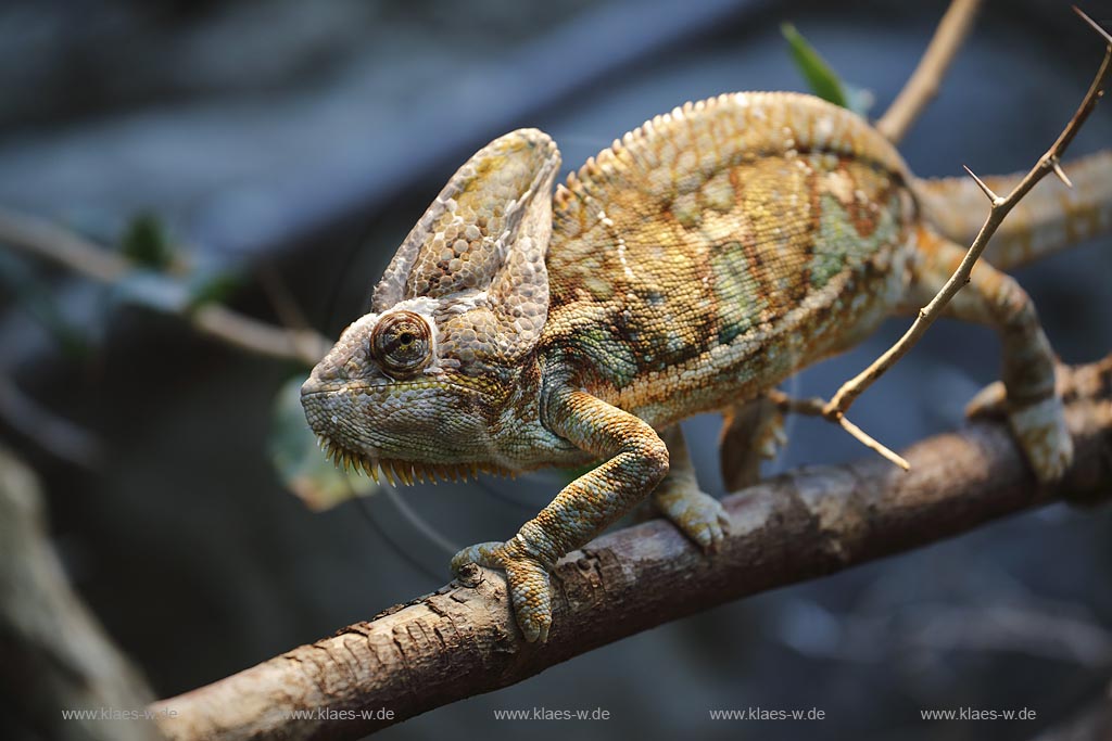 Wupperetal Elberfeld, Zoologischer Garten, Jemenchamaeleon; Wuppertal Elberfeld, zoological garden, chameleon Jemenchamaeleon.