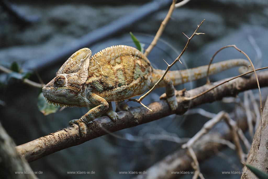Wupperetal Elberfeld, Zoologischer Garten, Jemenchamaeleon; Wuppertal Elberfeld, zoological garden, chameleon Jemenchamaeleon.