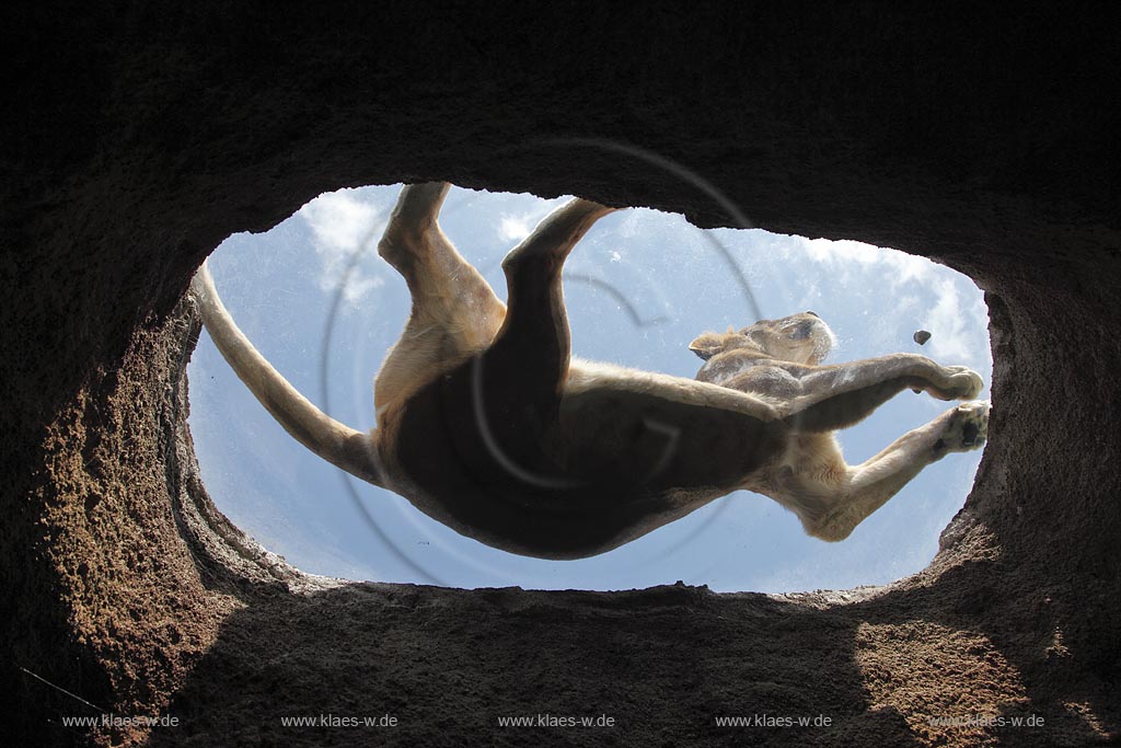 Wupperetal Elberfeld, Zoologischer Garten, neues Loewengehege aus dem Jahre 2007, Loewin liegt auf der Glasscheibe des Spaehfelsens, Froschperspektive, Ansicht von unten, worms eye view; Wuppertal Elberfeld, zoological garden, new lion compound frin the year 2007, a lioness is lying on the glas of the peek mountain, worms eye view.
