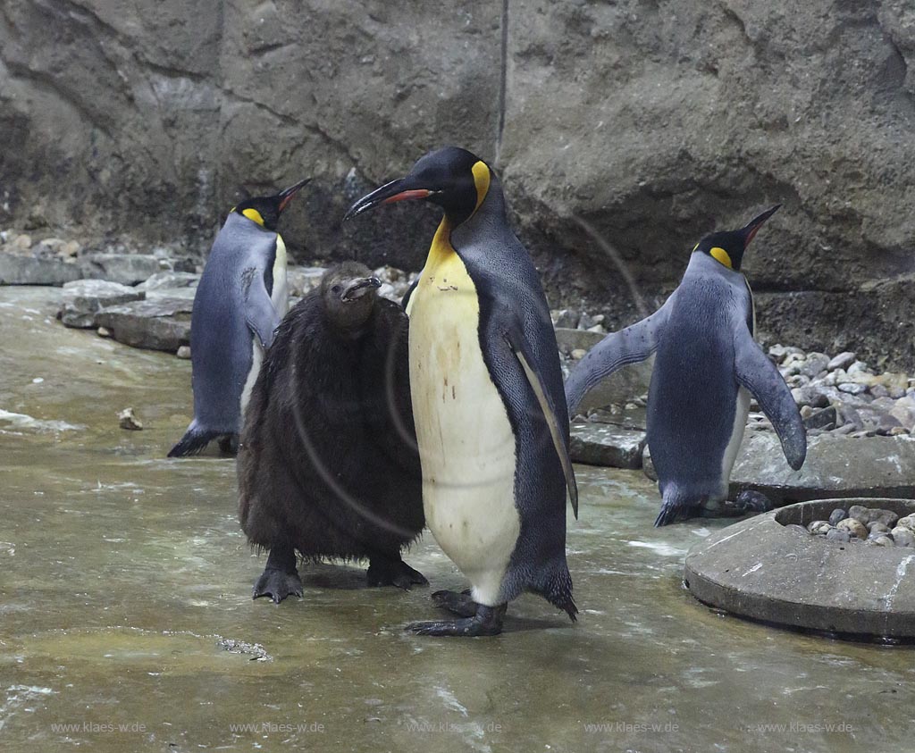 Wupperetal Elberfeld, Zoologischer Garten, neue Pinguinanlage, Koenigspinguine, Wappentiere des Wuppertaler Zoos, Altvogel fuettert Jungvogel; Wuppertal Elberfeld, zoological garden, compound of the African penguins, African penguins.