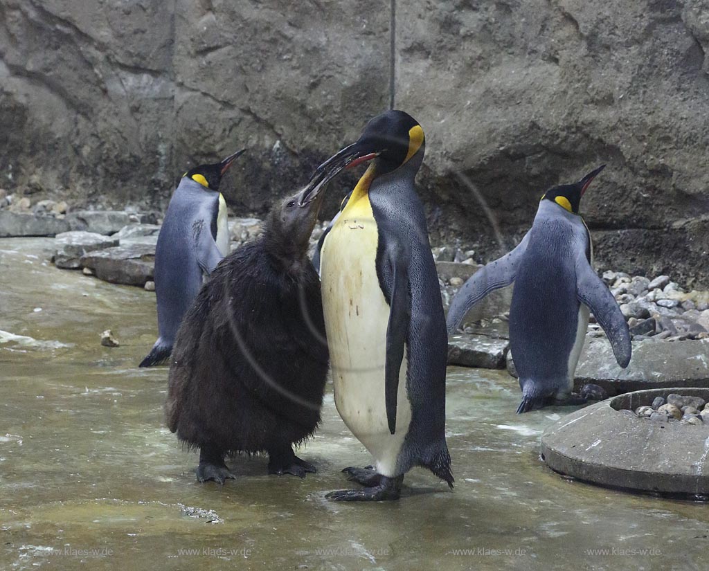 Wupperetal Elberfeld, Zoologischer Garten, neue Pinguinanlage, Koenigspinguine, Wappentiere des Wuppertaler Zoos, Altvogel fuettert Jungvogel; Wuppertal Elberfeld, zoological garden, compound of the African penguins, African penguins.