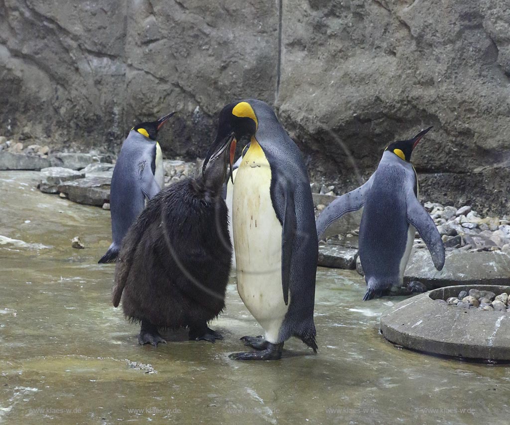 Wupperetal Elberfeld, Zoologischer Garten, neue Pinguinanlage, Koenigspinguine, Wappentiere des Wuppertaler Zoos, Altvogel fuettert Jungvogel; Wuppertal Elberfeld, zoological garden, compound of the African penguins, African penguins.