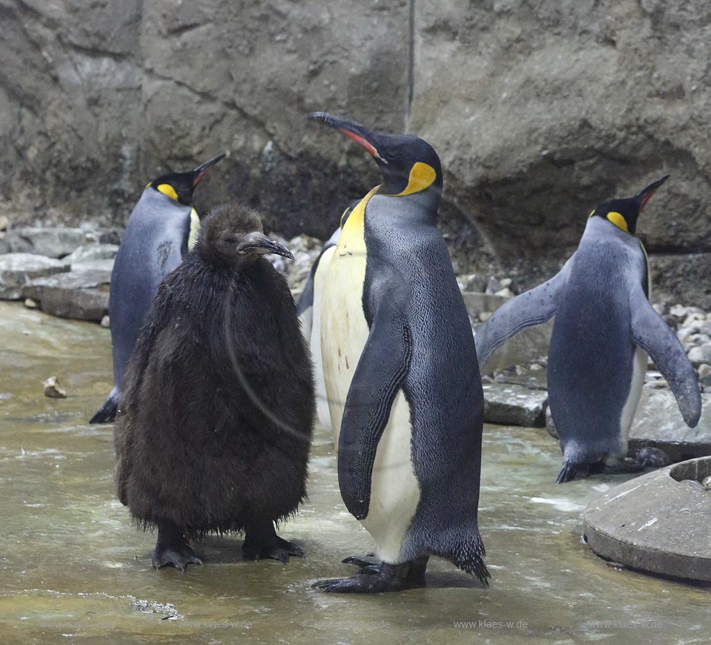 Wupperetal Elberfeld, Zoologischer Garten, neue Pinguinanlage, Koenigspinguine, Wappentiere des Wuppertaler Zoos, Altvogel fuettert Jungvogel; Wuppertal Elberfeld, zoological garden, compound of the African penguins, African penguins.