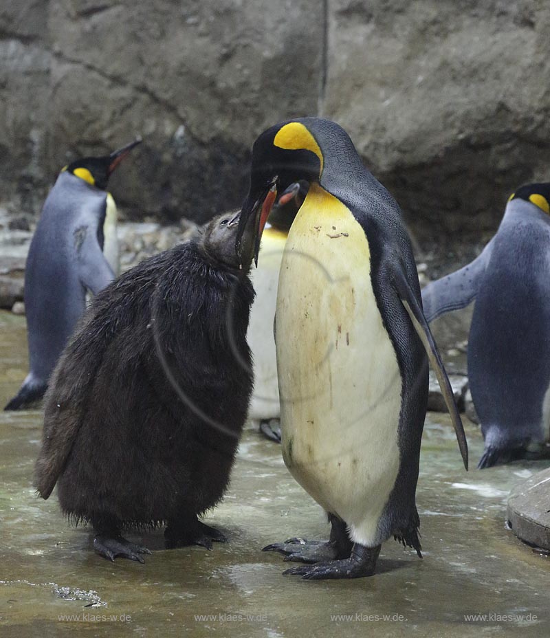 Wupperetal Elberfeld, Zoologischer Garten, neue Pinguinanlage, Koenigspinguine, Wappentiere des Wuppertaler Zoos, Altvogel fuettert Jungvogel; Wuppertal Elberfeld, zoological garden, compound of the African penguins, African penguins.