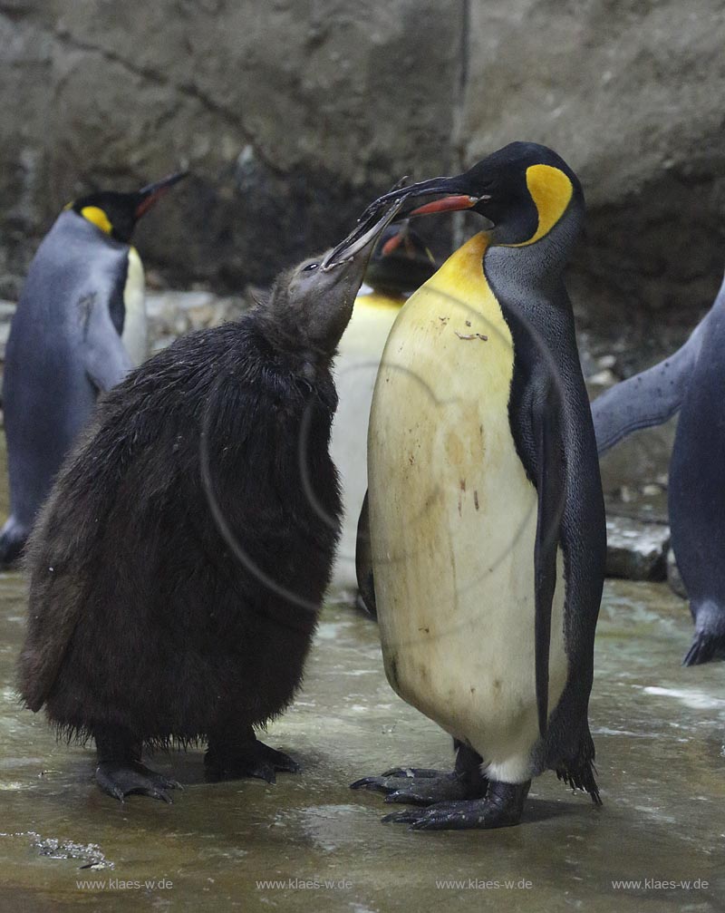 Wupperetal Elberfeld, Zoologischer Garten, neue Pinguinanlage, Koenigspinguine, Wappentiere des Wuppertaler Zoos, Altvogel fuettert Jungvogel; Wuppertal Elberfeld, zoological garden, compound of the African penguins, African penguins.