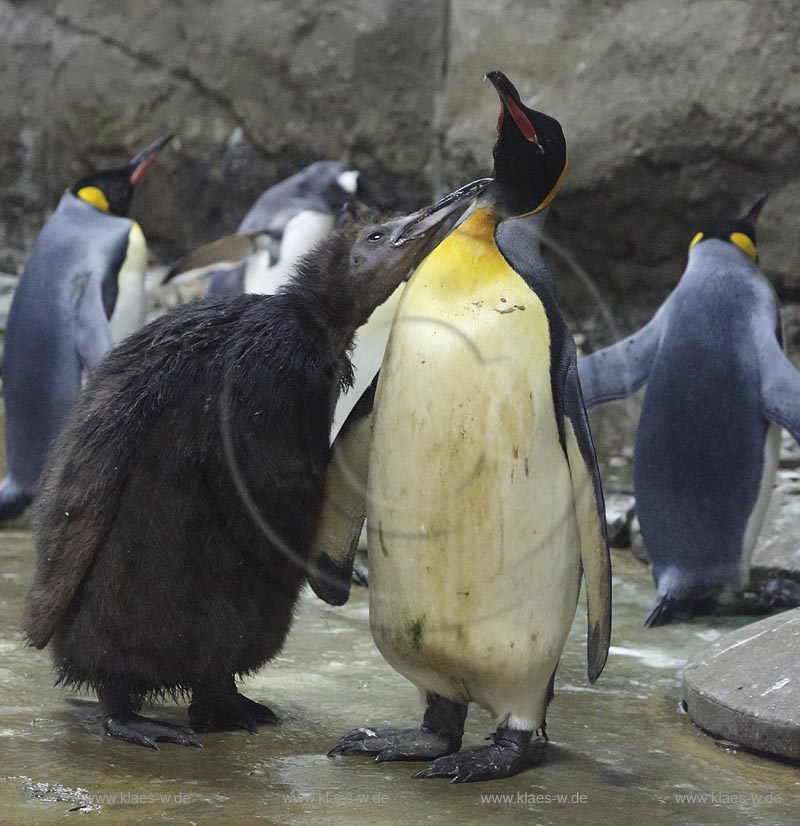 Wupperetal Elberfeld, Zoologischer Garten, neue Pinguinanlage, Koenigspinguine, Wappentiere des Wuppertaler Zoos, Altvogel fuettert Jungvogel; Wuppertal Elberfeld, zoological garden, compound of the African penguins, African penguins.