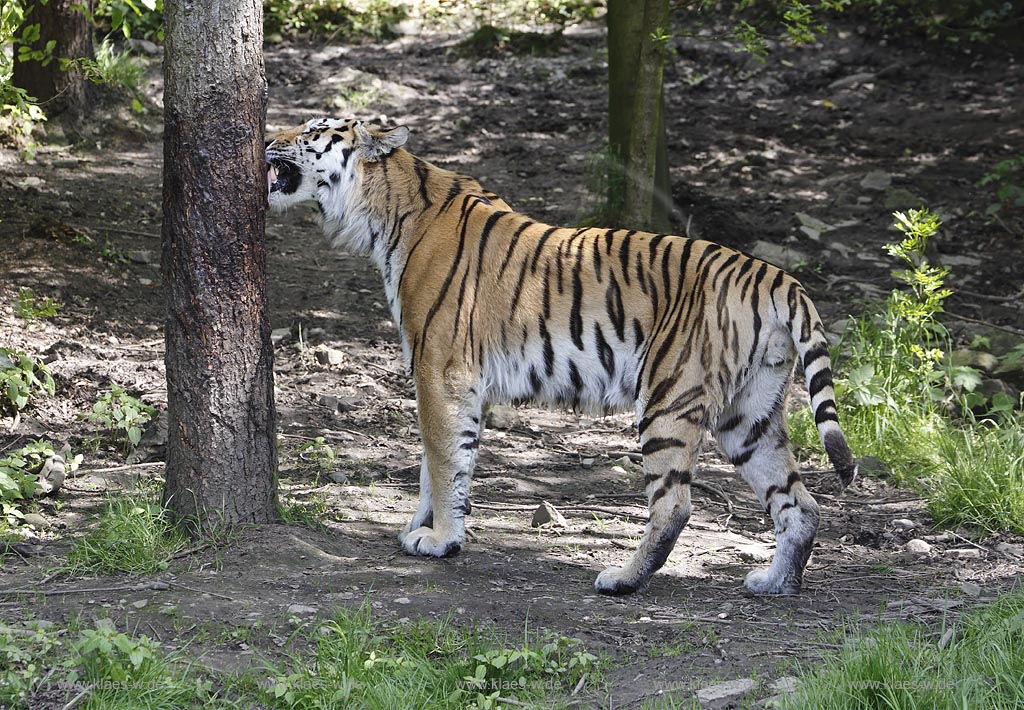 Wupperetal Elberfeld, Zoologischer Garten, neues Tigergehege aus dem Jahre 2007, Sibirischer Tiger kratzt sich an einem Baum; Wuppertal Elberfeld, zoological garden, new compound of the tigers from 2007, a Siberian tiger.