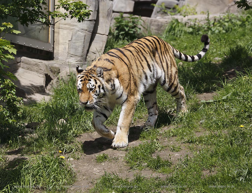 Wupperetal Elberfeld, Zoologischer Garten, neues Tigergehege aus dem Jahre 2007, Sibirischer Tiger schreitet durch das Gehege; Wuppertal Elberfeld, zoological garden, new compound of the tigers from 2007, a Siberian tiger.