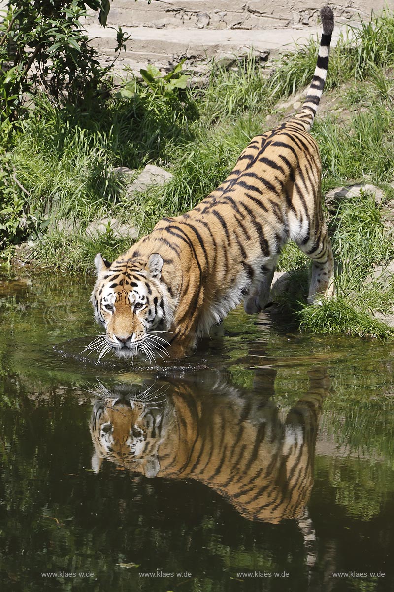 Wupperetal Elberfeld, Zoologischer Garten, neues Tigergehege aus dem Jahre 2007, Sibirischer Tiger schreitet in den Wassergraben, mit Spiegelbild; Wuppertal Elberfeld, zoological garden, new compound of the tigers from 2007, a Siberian tiger.