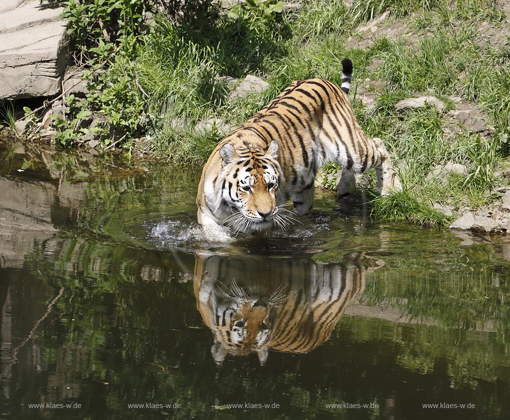 Wupperetal Elberfeld, Zoologischer Garten, neues Tigergehege aus dem Jahre 2007, Sibirischer Tiger schreitet durch Wassergraben, mit Spiegelbild; Wuppertal Elberfeld, zoological garden, new compound of the tigers from 2007, a Siberian tiger.
