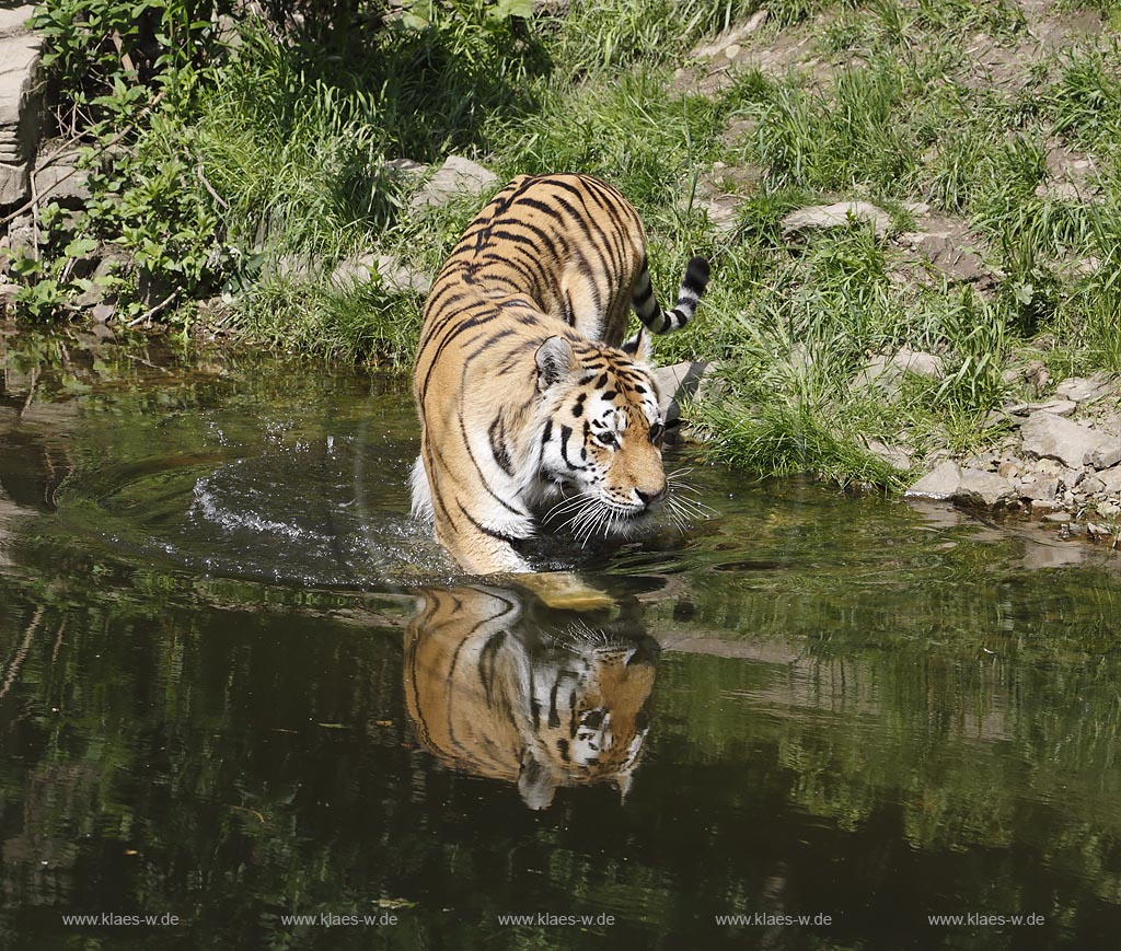 Wupperetal Elberfeld, Zoologischer Garten, neues Tigergehege aus dem Jahre 2007, Sibirischer Tiger schreitet durch Wassergraben, mit Spiegelbild; Wuppertal Elberfeld, zoological garden, new compound of the tigers from 2007, a Siberian tiger.
