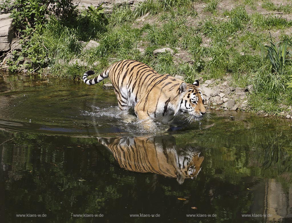 Wupperetal Elberfeld, Zoologischer Garten, neues Tigergehege aus dem Jahre 2007, Sibirischer Tiger schreitet durch Wassergraben, mit Spiegelbild; Wuppertal Elberfeld, zoological garden, new compound of the tigers from 2007, a Siberian tiger.