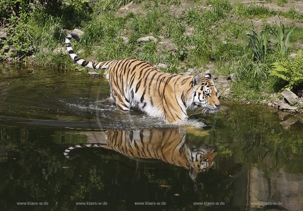 Wupperetal Elberfeld, Zoologischer Garten, neues Tigergehege aus dem Jahre 2007, Sibirischer Tiger schreitet durch Wassergraben, mit Spiegelbild; Wuppertal Elberfeld, zoological garden, new compound of the tigers from 2007, a Siberian tiger.