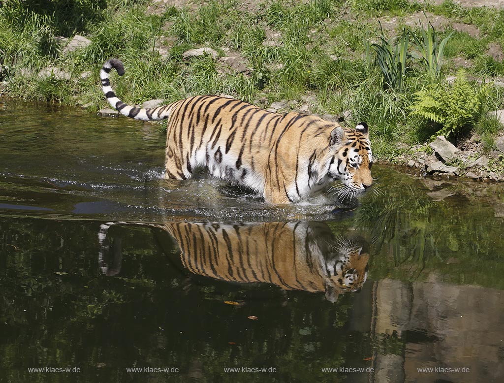Wupperetal Elberfeld, Zoologischer Garten, neues Tigergehege aus dem Jahre 2007, Sibirischer Tiger schreitet durch Wassergraben, mit Spiegelbild; Wuppertal Elberfeld, zoological garden, new compound of the tigers from 2007, a Siberian tiger.