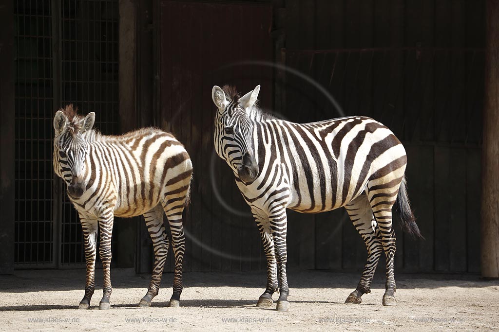 Wuppertal Elberfeld,  Zoologischer Garten, Zebramutter mit Fohlen; Wuppertal Elberfeld, zoological garden, zebras.