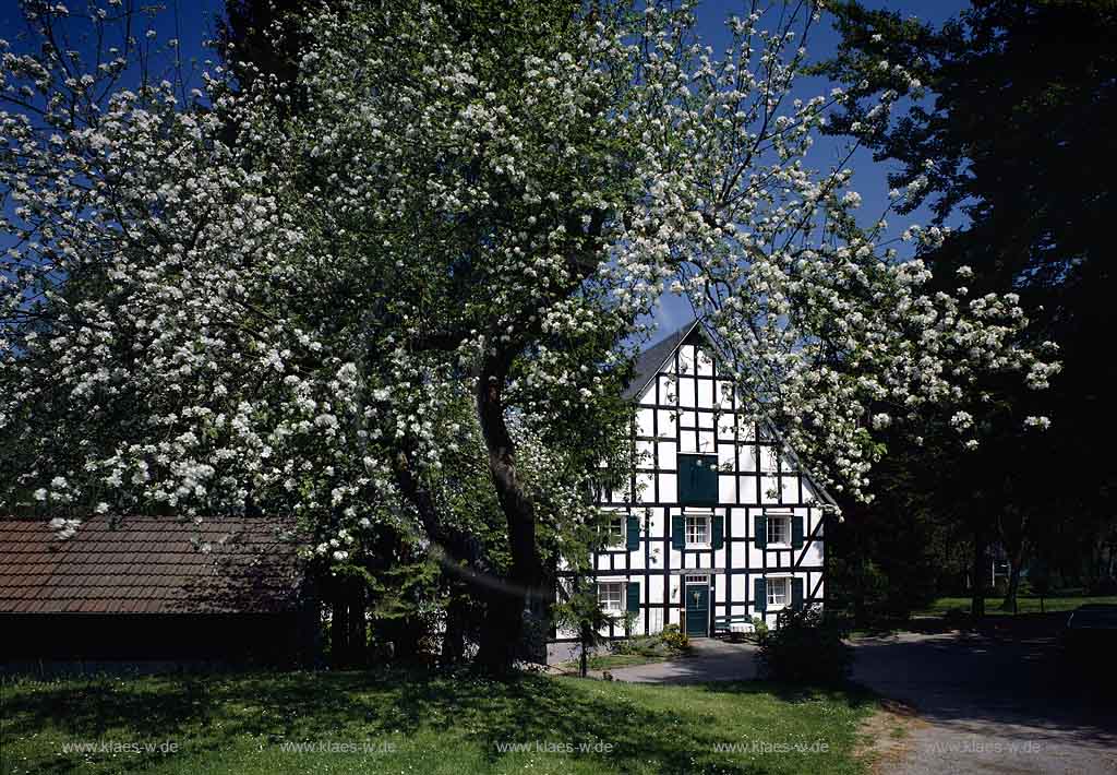 Wiedenest, Bergneustadt, Oberbergischer Kreis, Bergisches Land, Oberbergischer Kreis, Regierungsbezirk Kln, Blick auf Pfarrhaus, Fachwerkhaus im Frhling, Fruehling